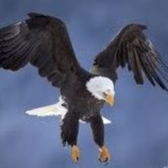 Meet your Posher, Samuel - Picture 1 of 1